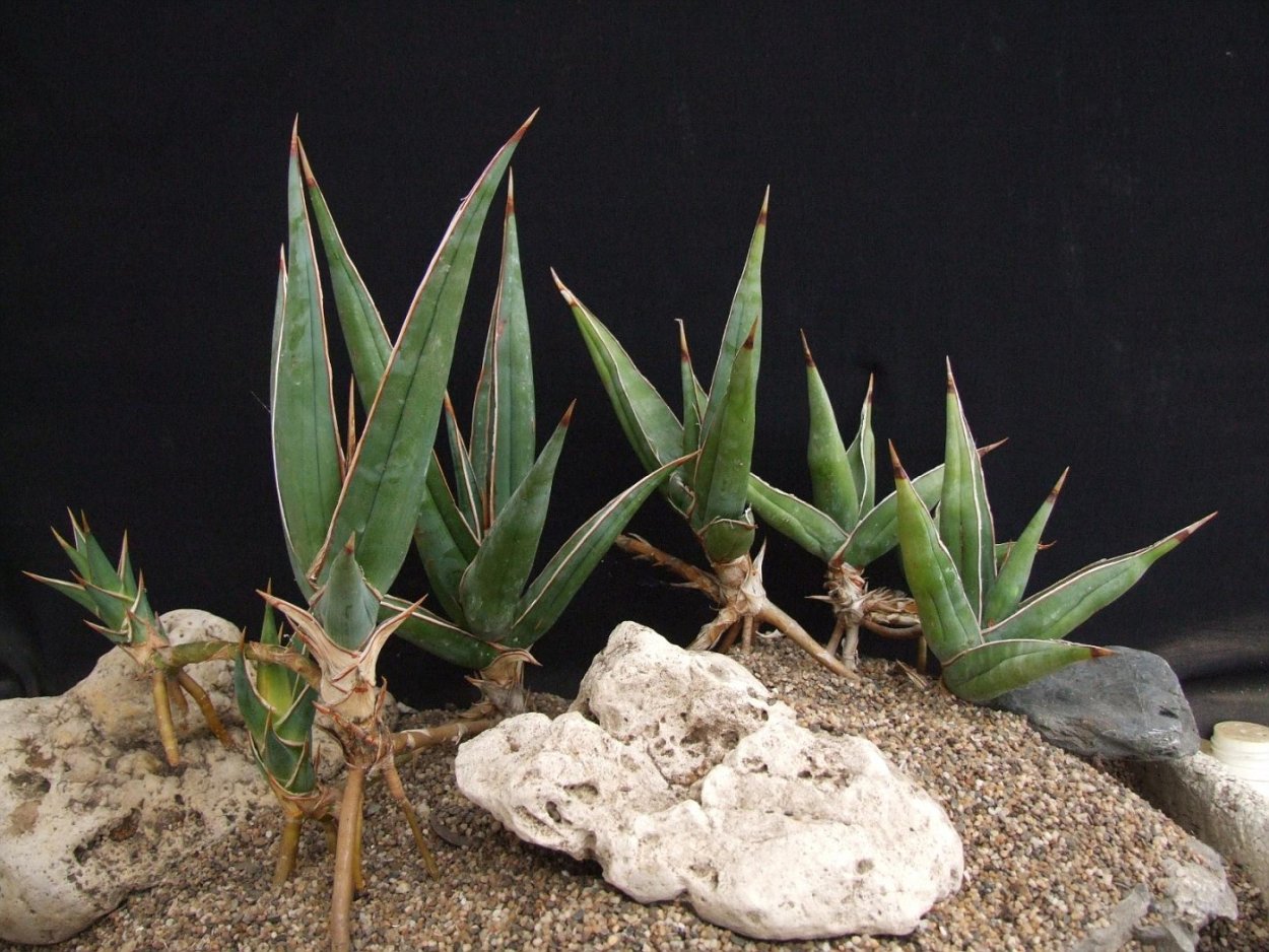 Сансевиерия Альмонд