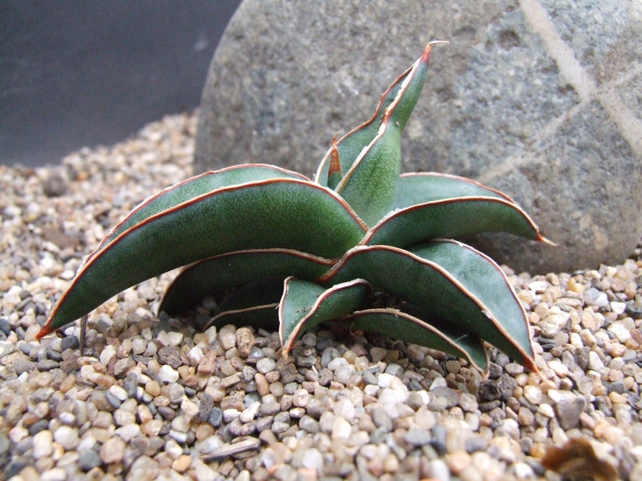 Суккулент Сансевиерия