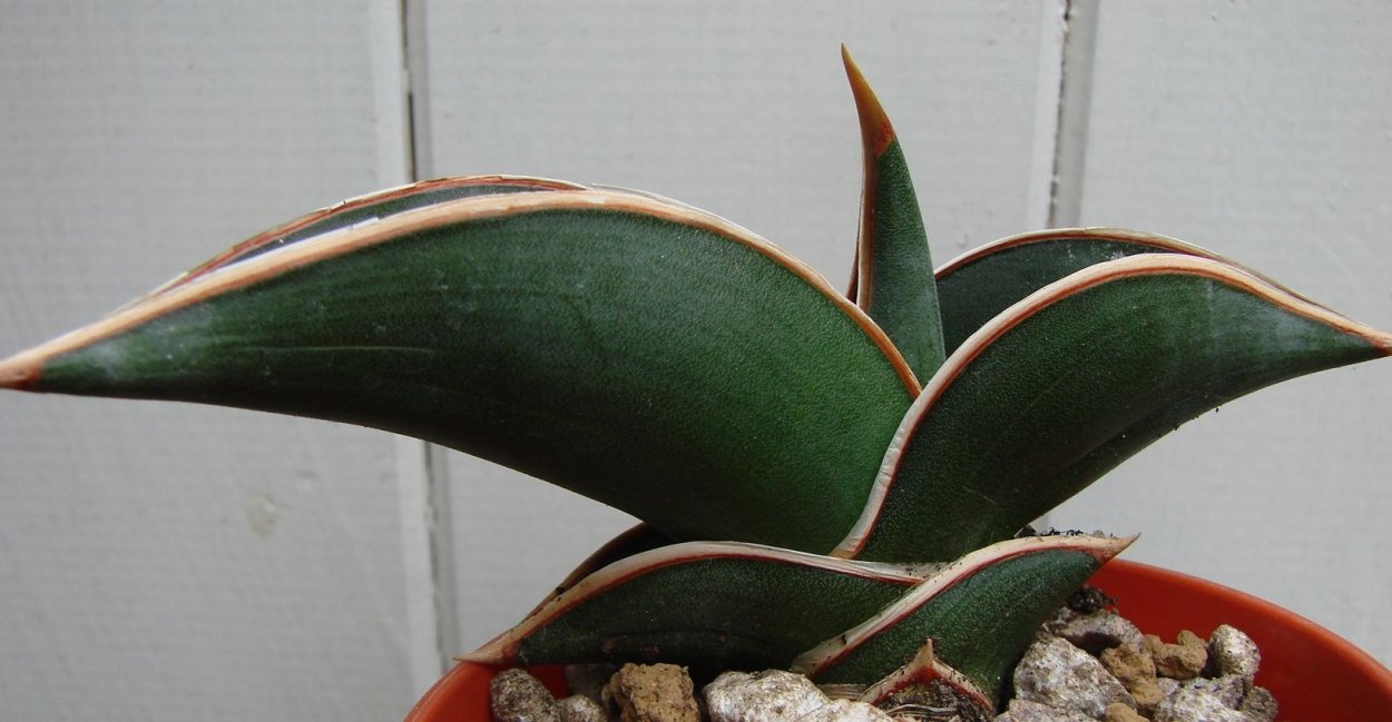 Сансевиерия Фишер Блэк