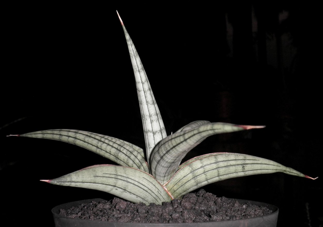 Сансевиерия Эмеральд