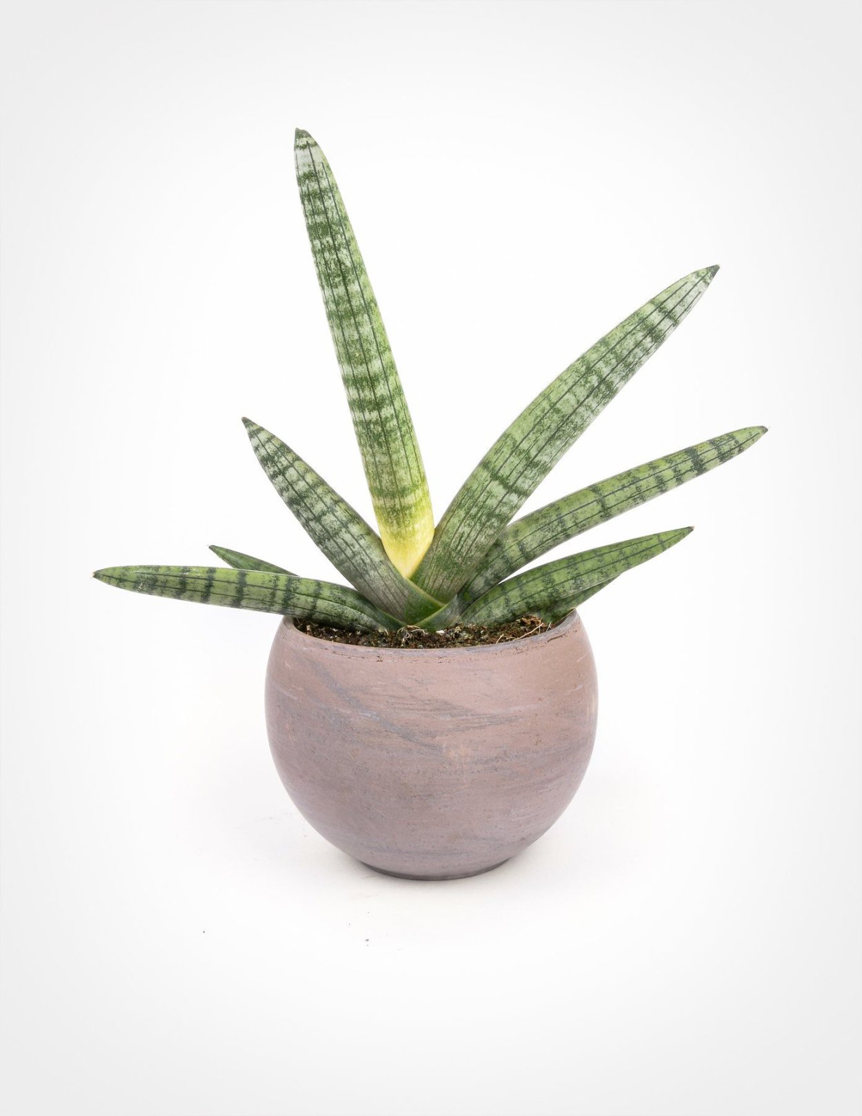 Сансевиерия Блэк Роуз