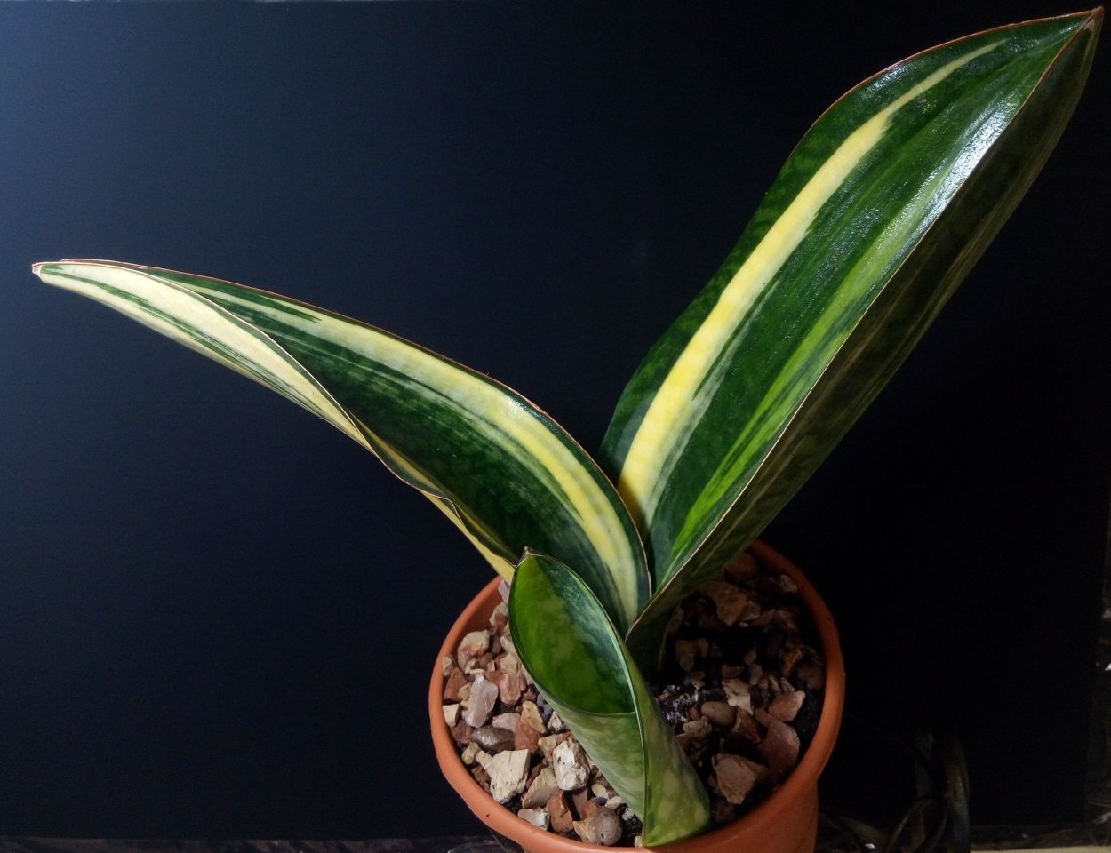 Сансевиерия Вариегата