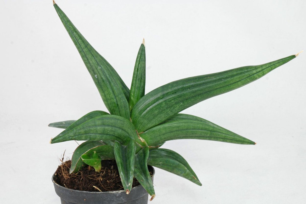 Сансевиерия Patens variegated