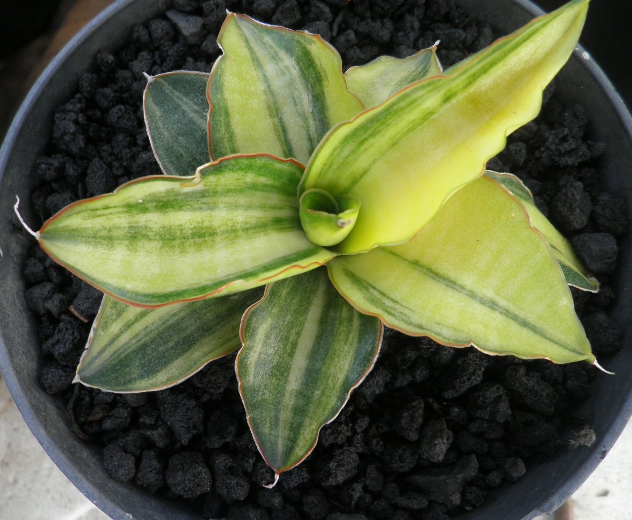 Сансевиерия Ханни Кордова