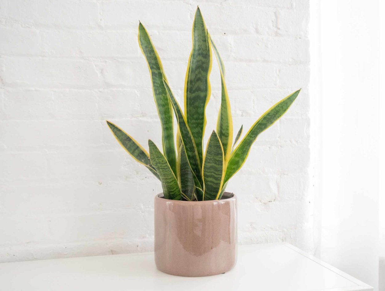Сансевиерия Snake Plant (Sansevieria)