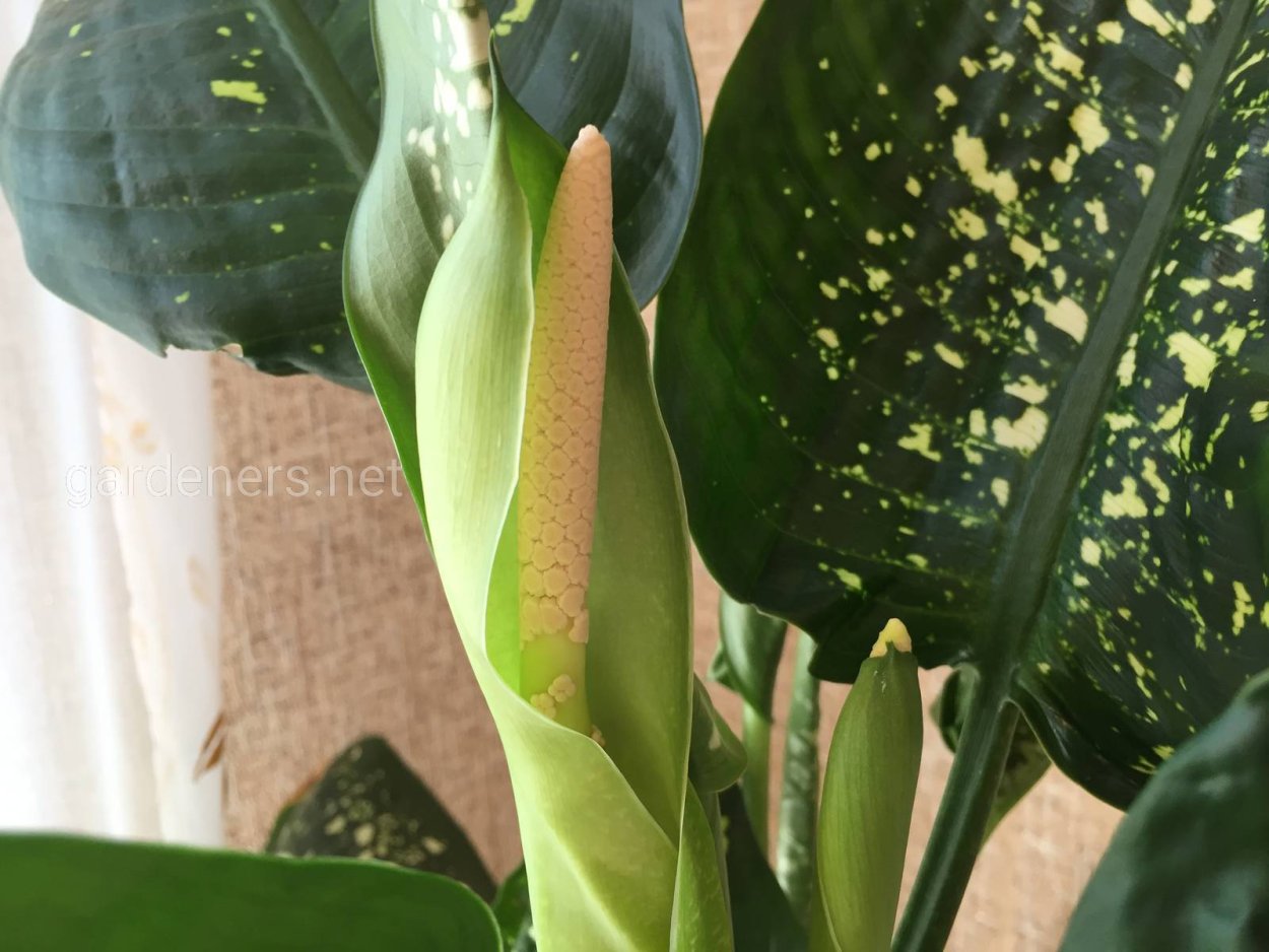 Диффенбахия цветок цветение