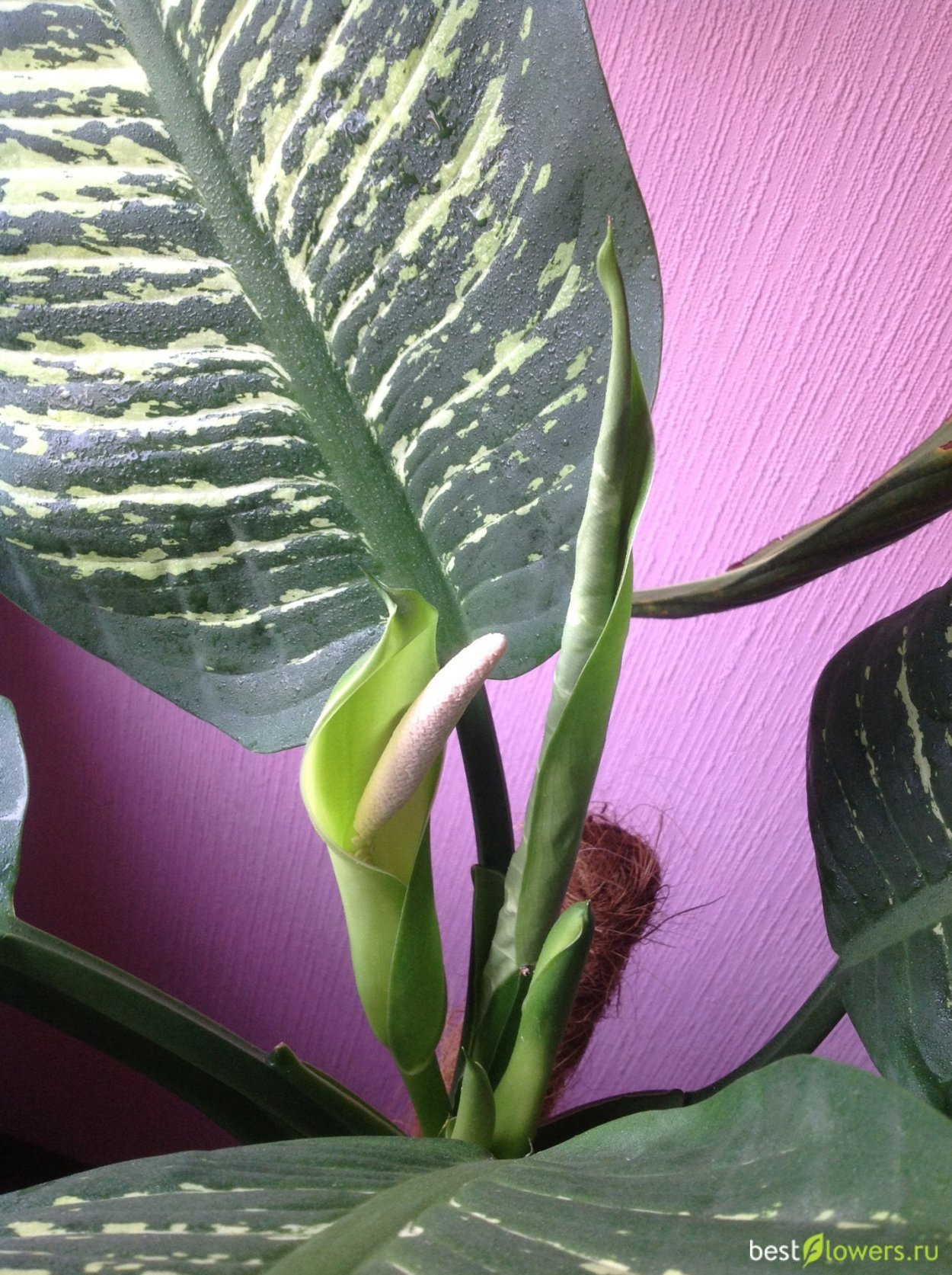 Диффенбахия зацвела приметы