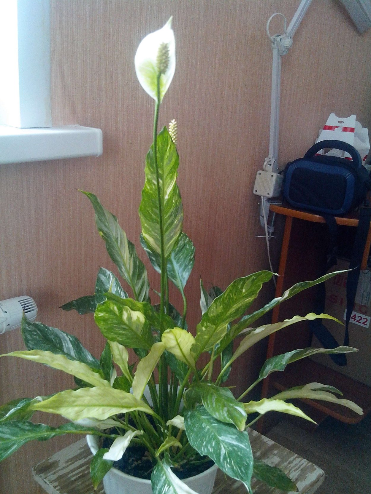 Диффенбахия Лиана