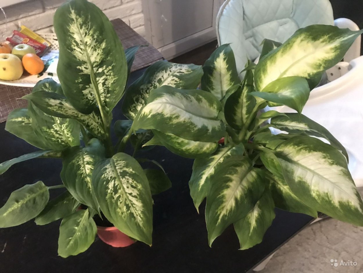 Диффенбахия капельки на листьях