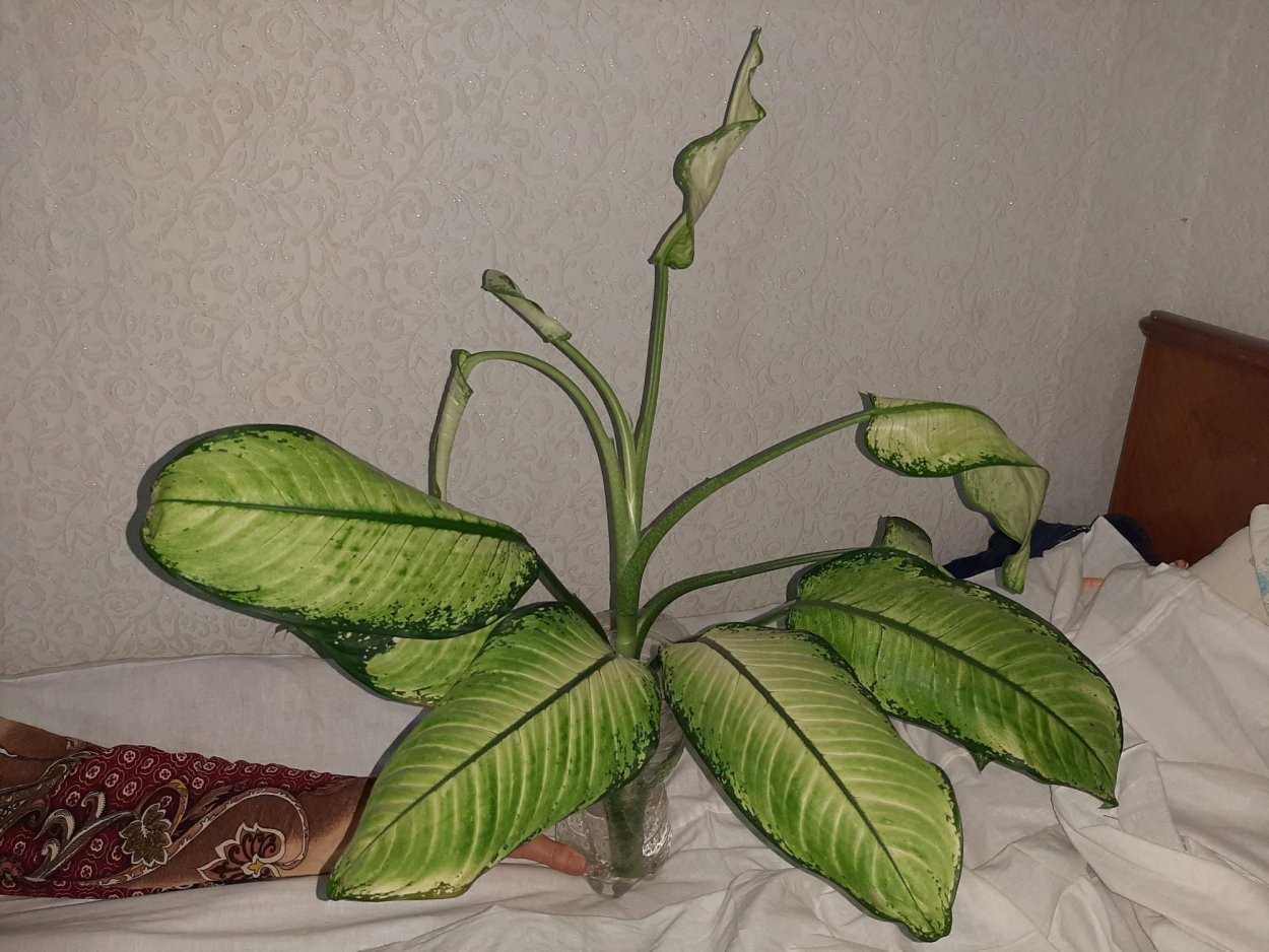 Фикус Диффенбахия