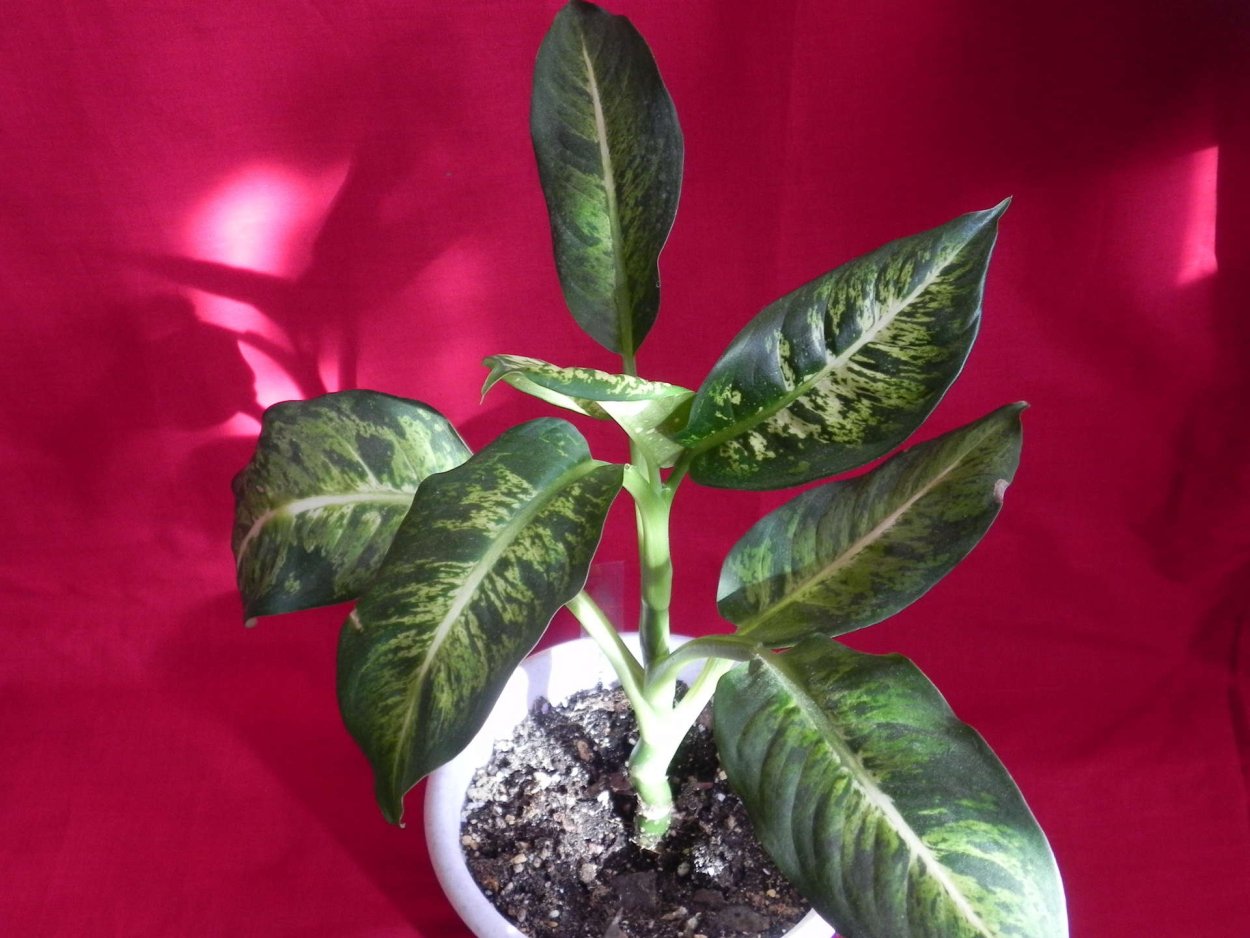 Диффенбахия крокодил