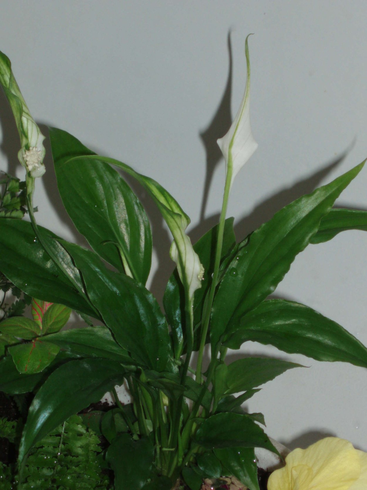 Диффенбахия Диффенбахия цветок
