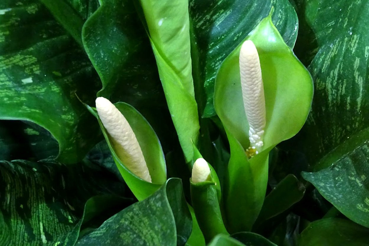 Диффенбахия цветет