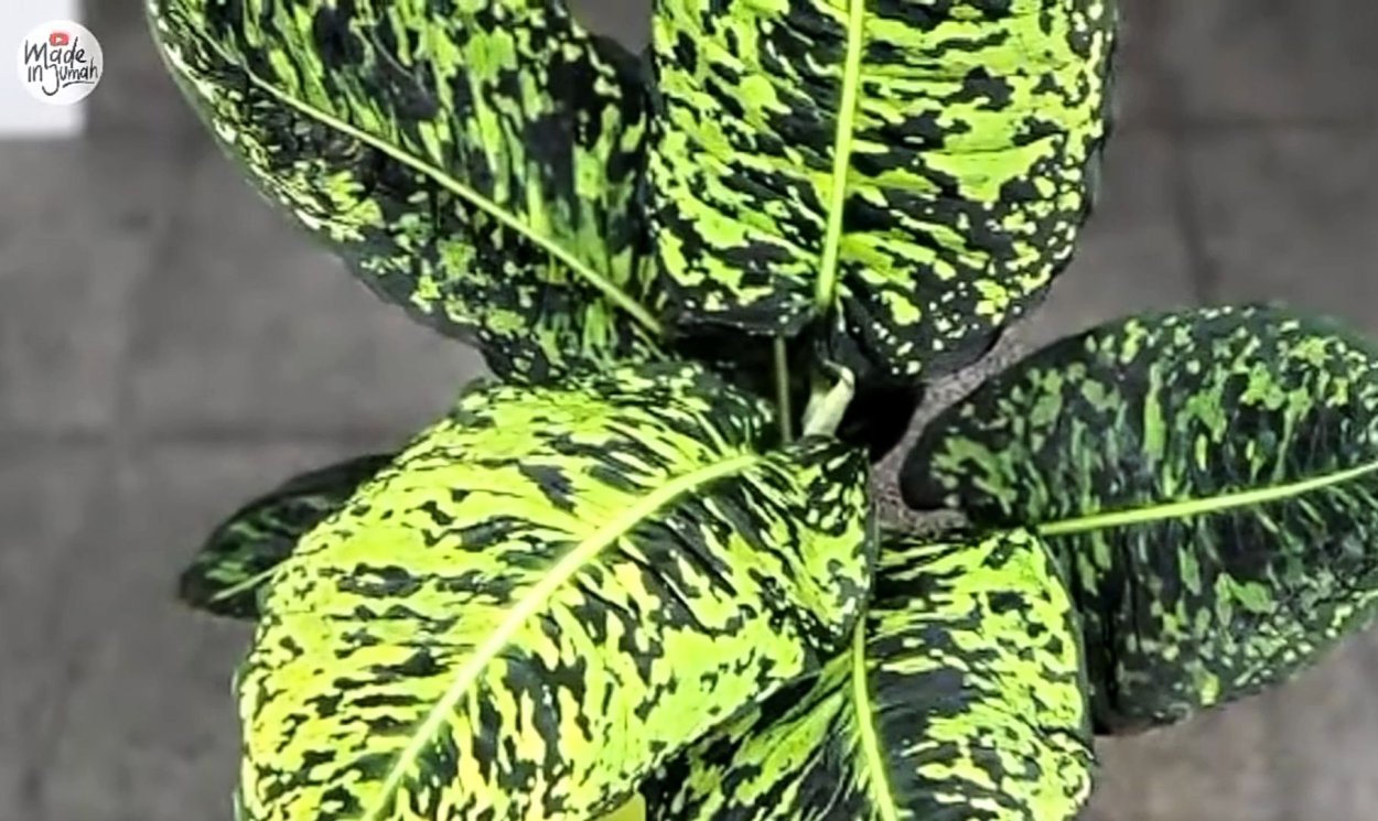 Диффенбахия