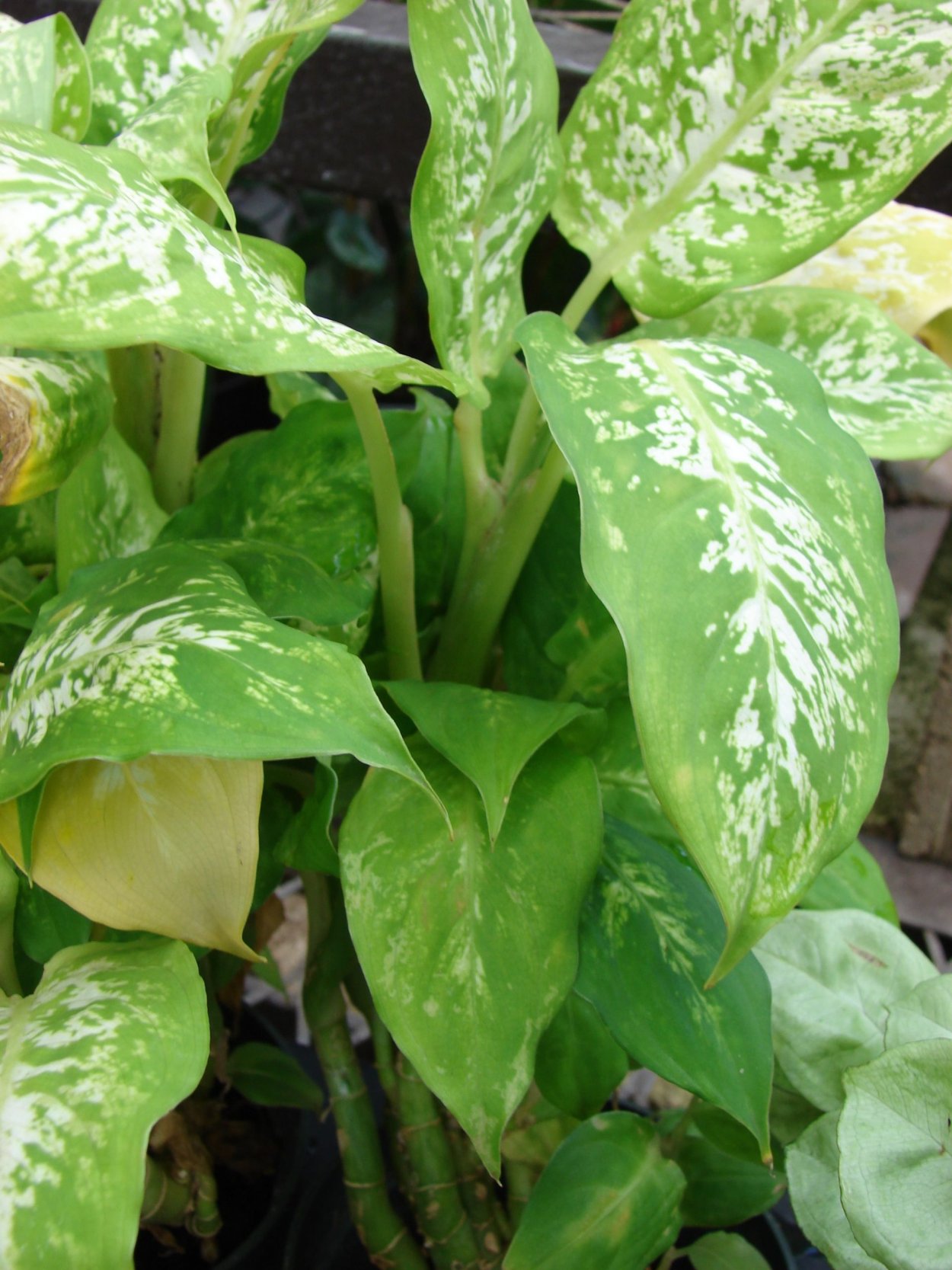 Диффенбахия аглаонема