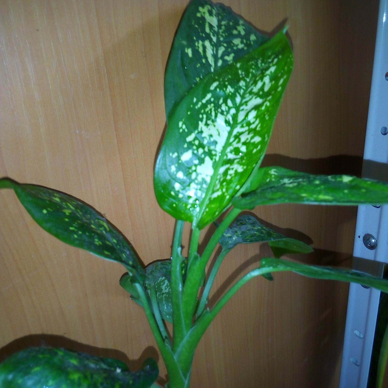 Цветок Диффенбахия комнатный