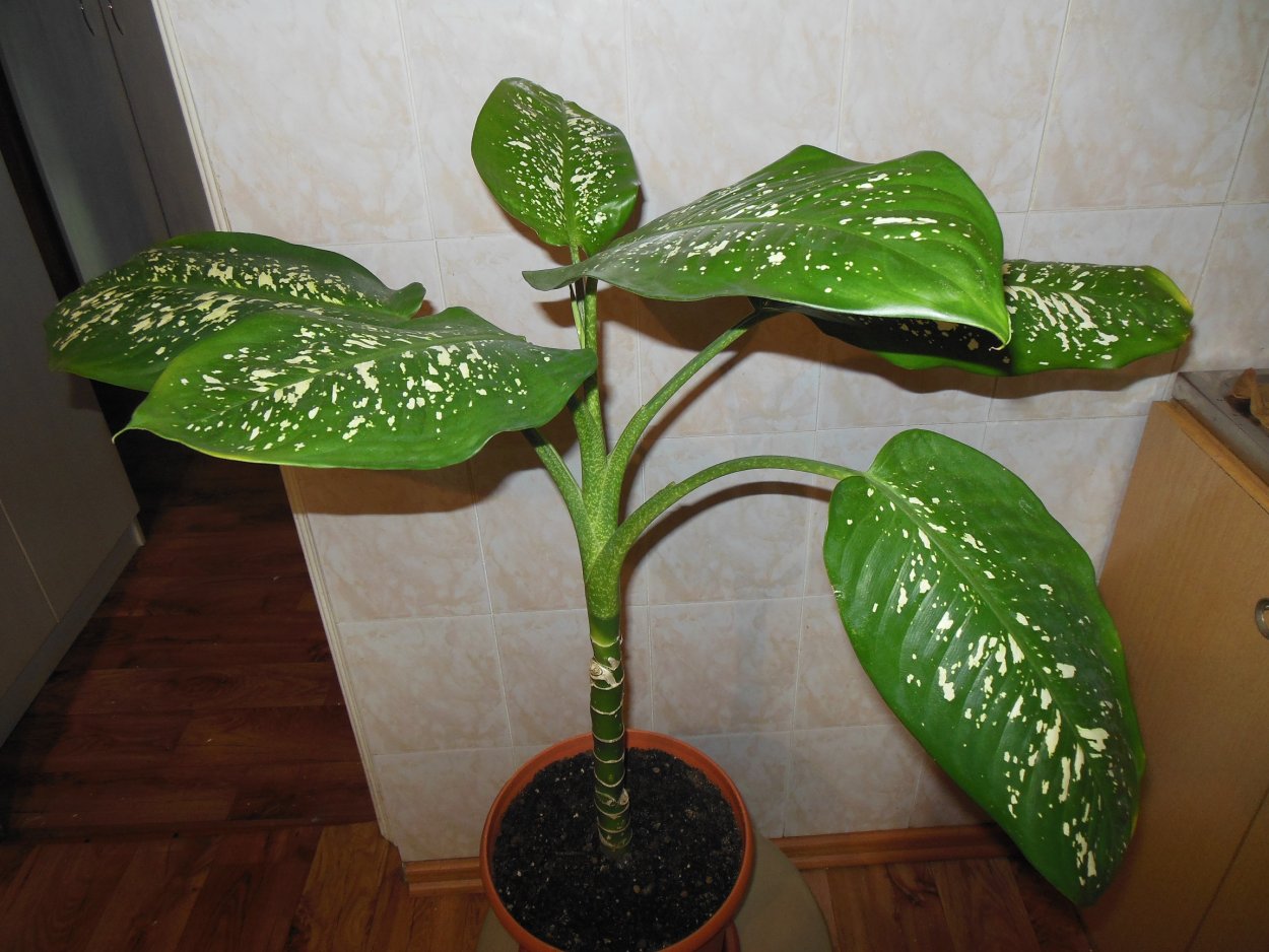 Диффенбахия Seguine