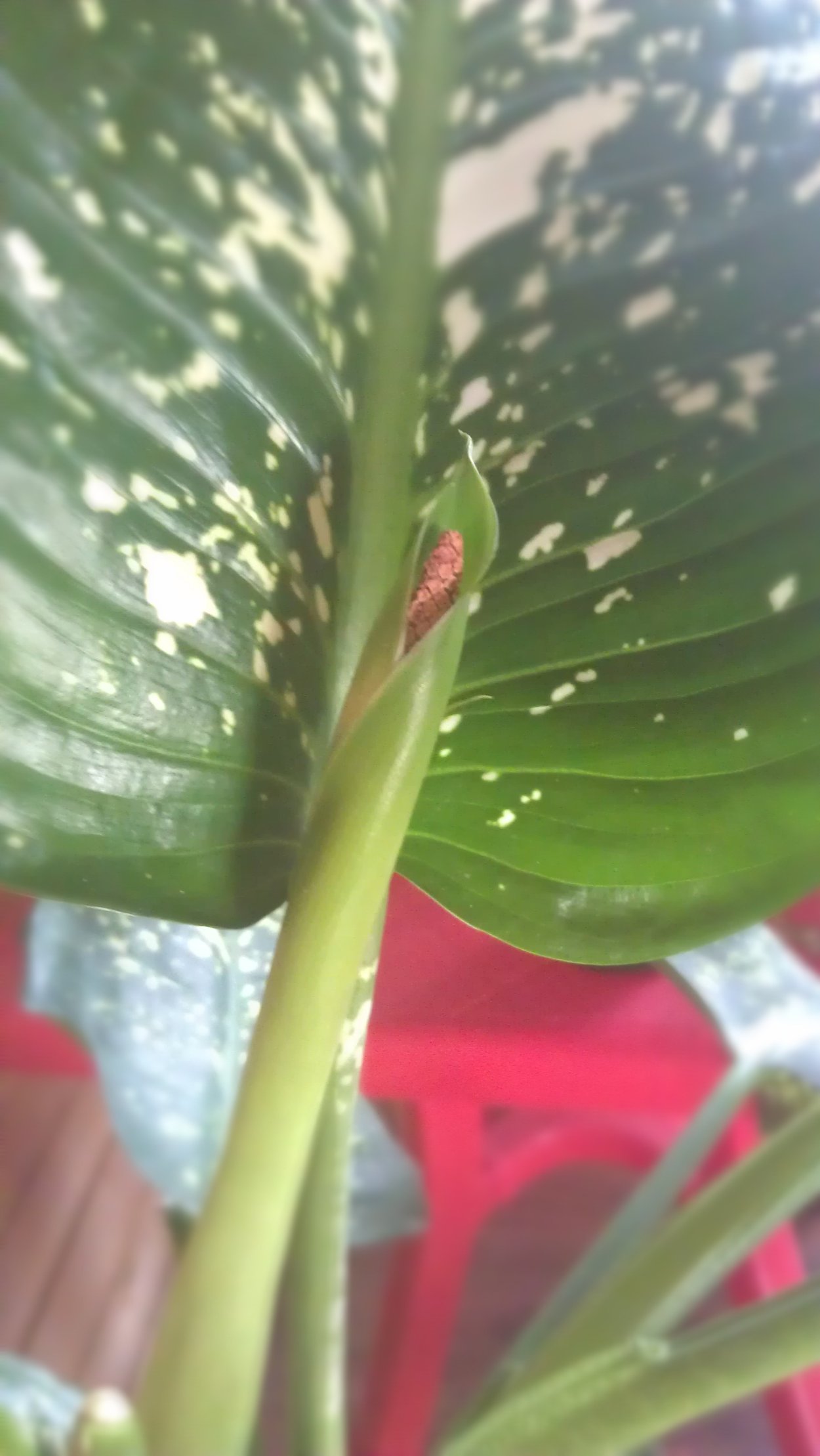 Диффенбахия зацвела