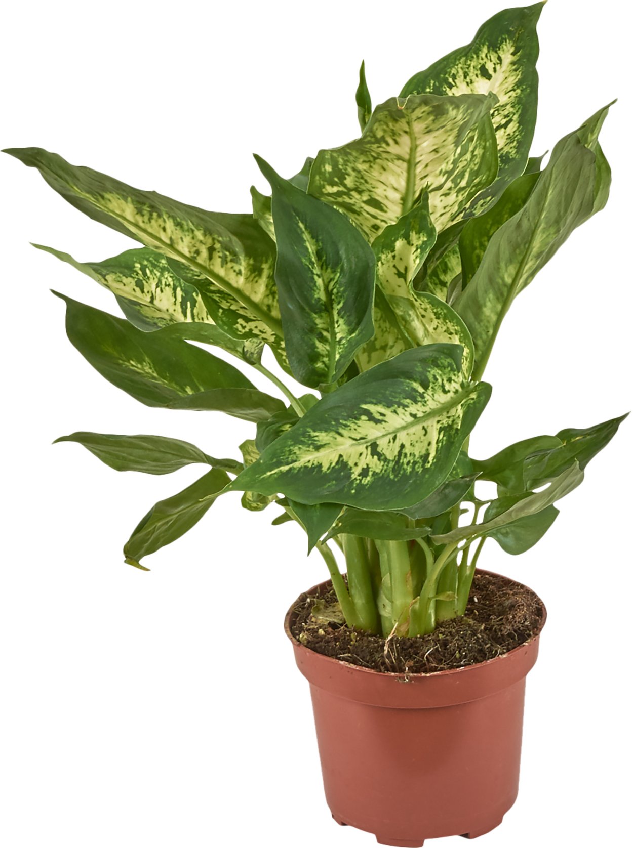 Диффенбахия Мароба