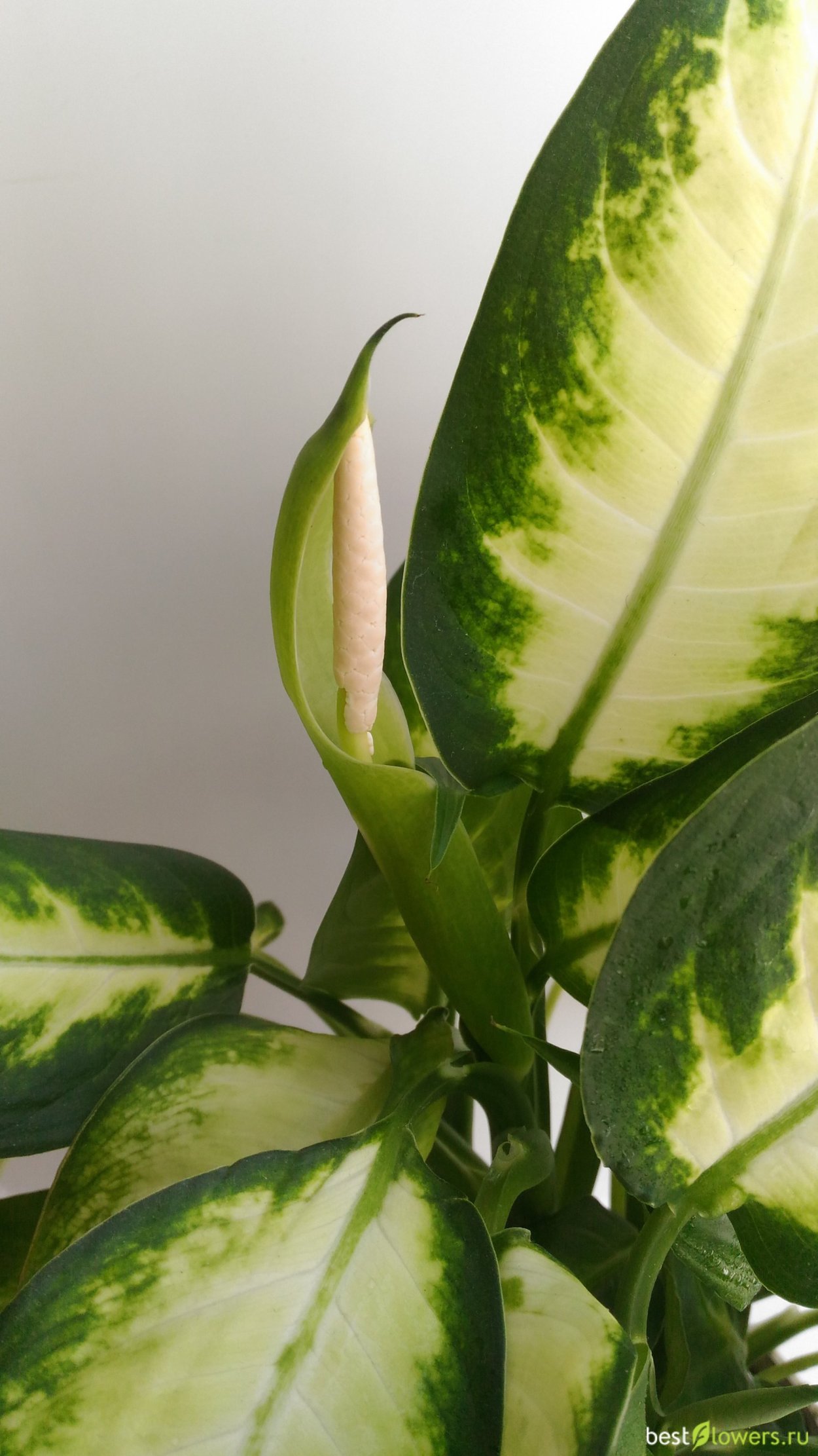 Диффенбахия пятнистая цветение