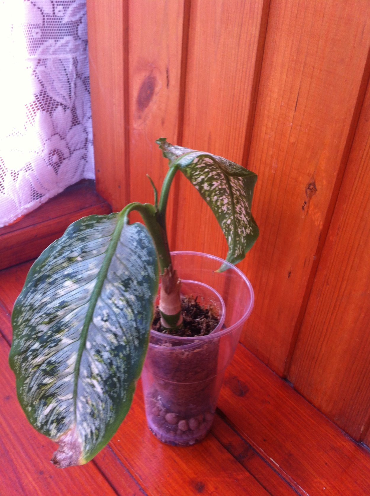 Диффенбахия Пальма