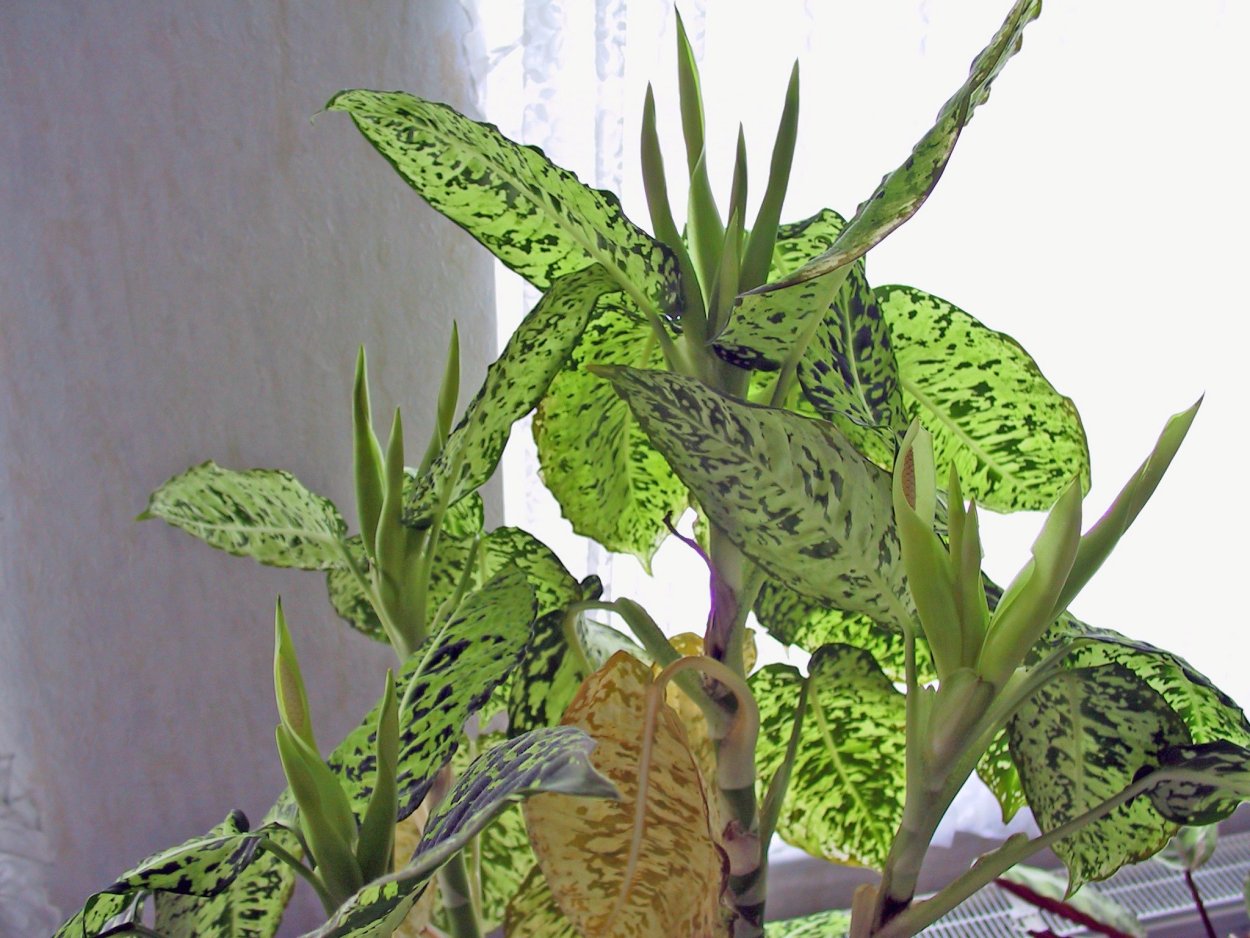 Диффенбахия цветок цветение