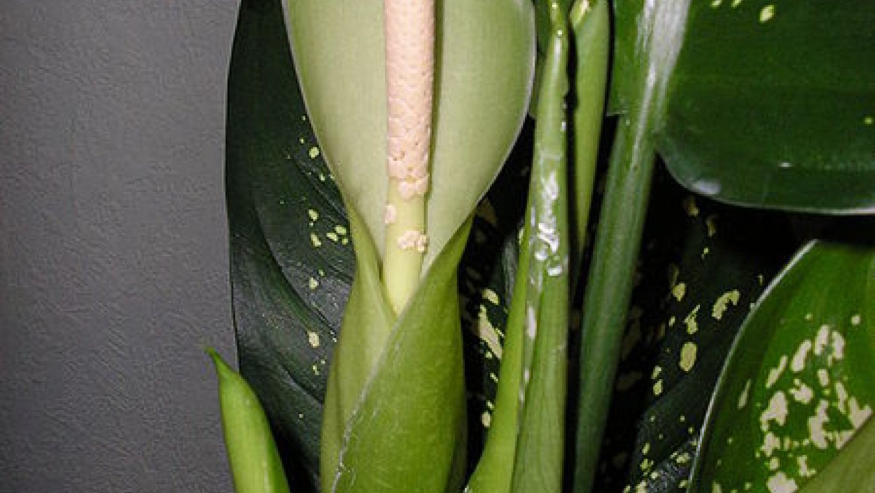 Диффенбахия цветок цветение