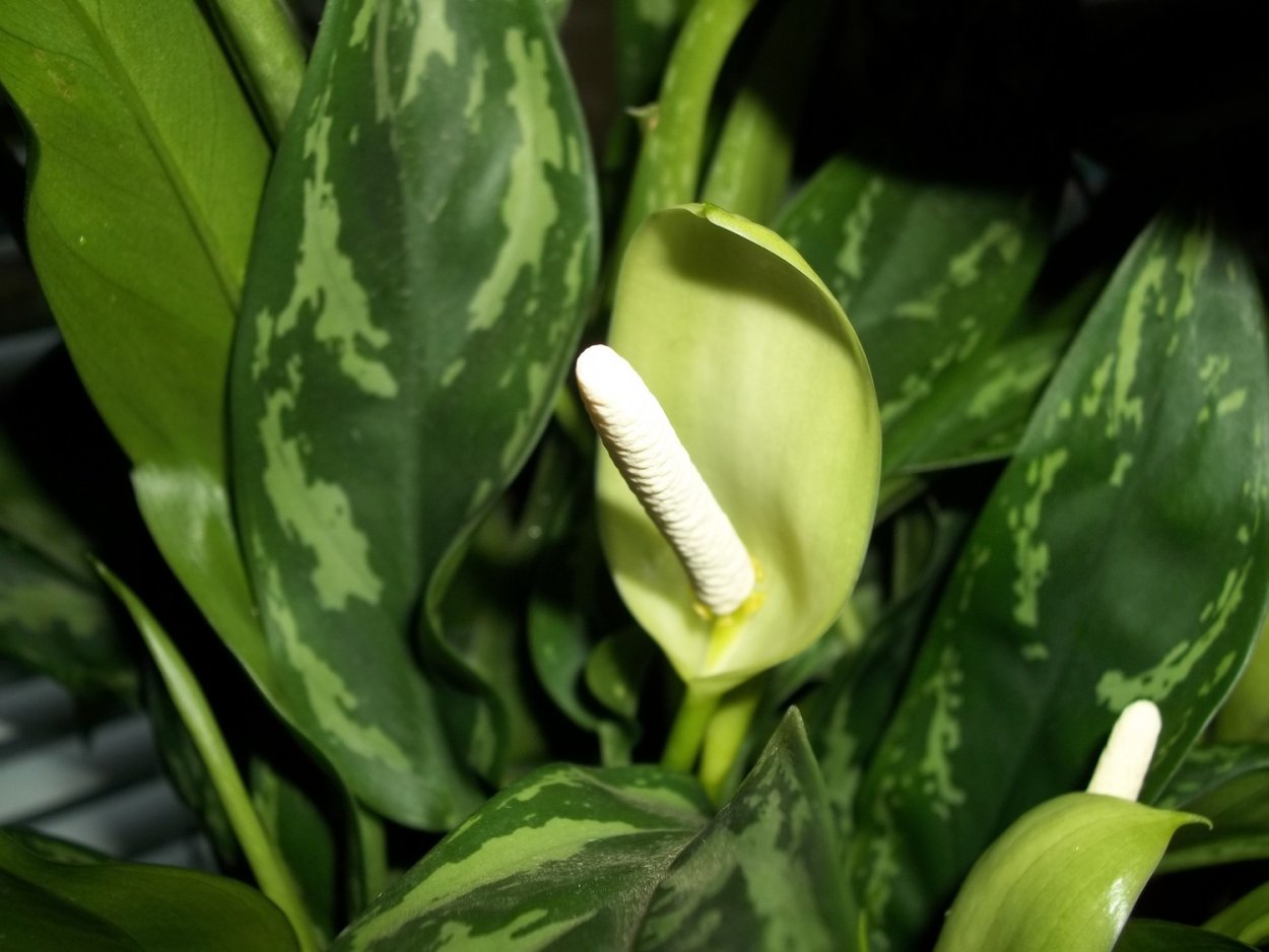 Диффенбахия цветет