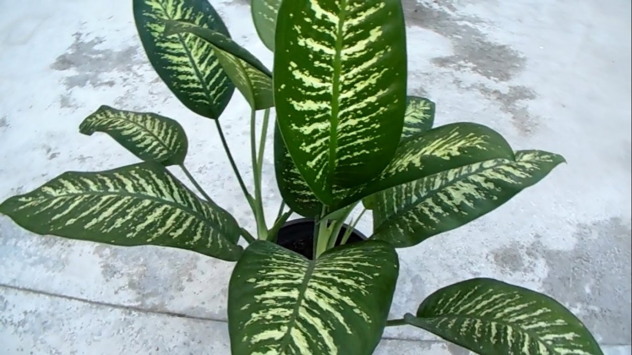 Диффенбахия Dieffenbachia Schott.