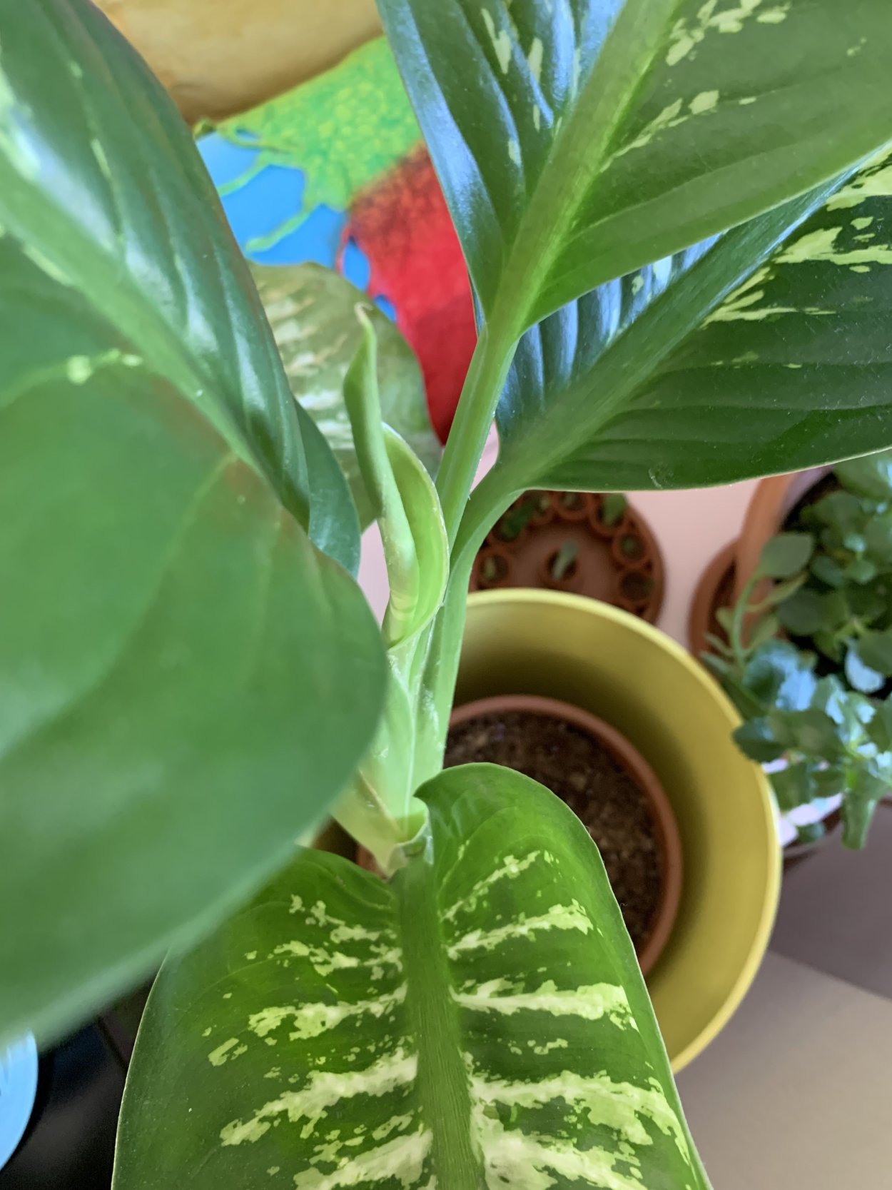 Диффенбахия Росток