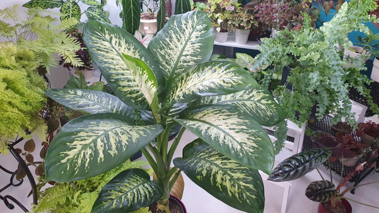 Диффенбахия плоды