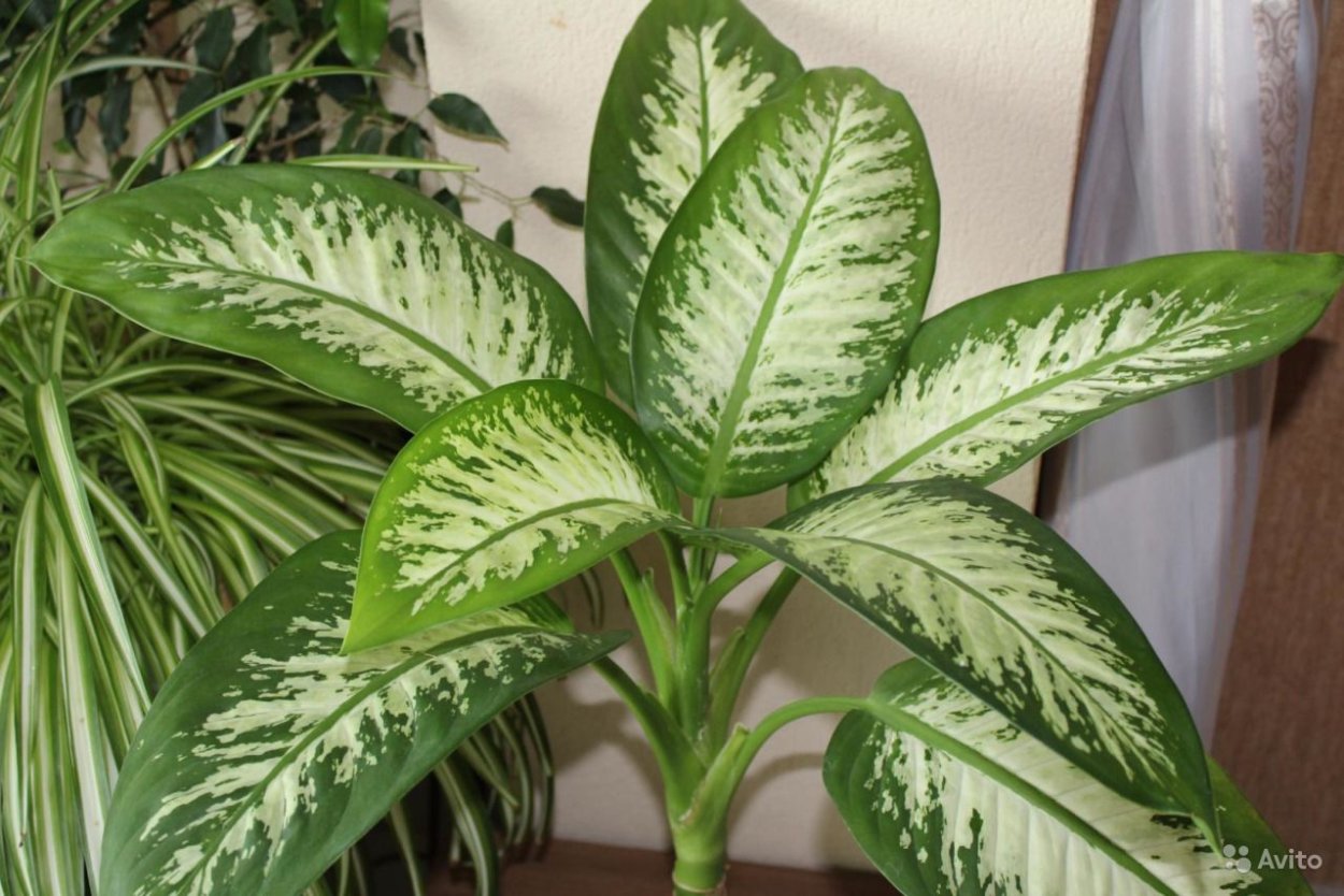 Диффенбахия белое пламя