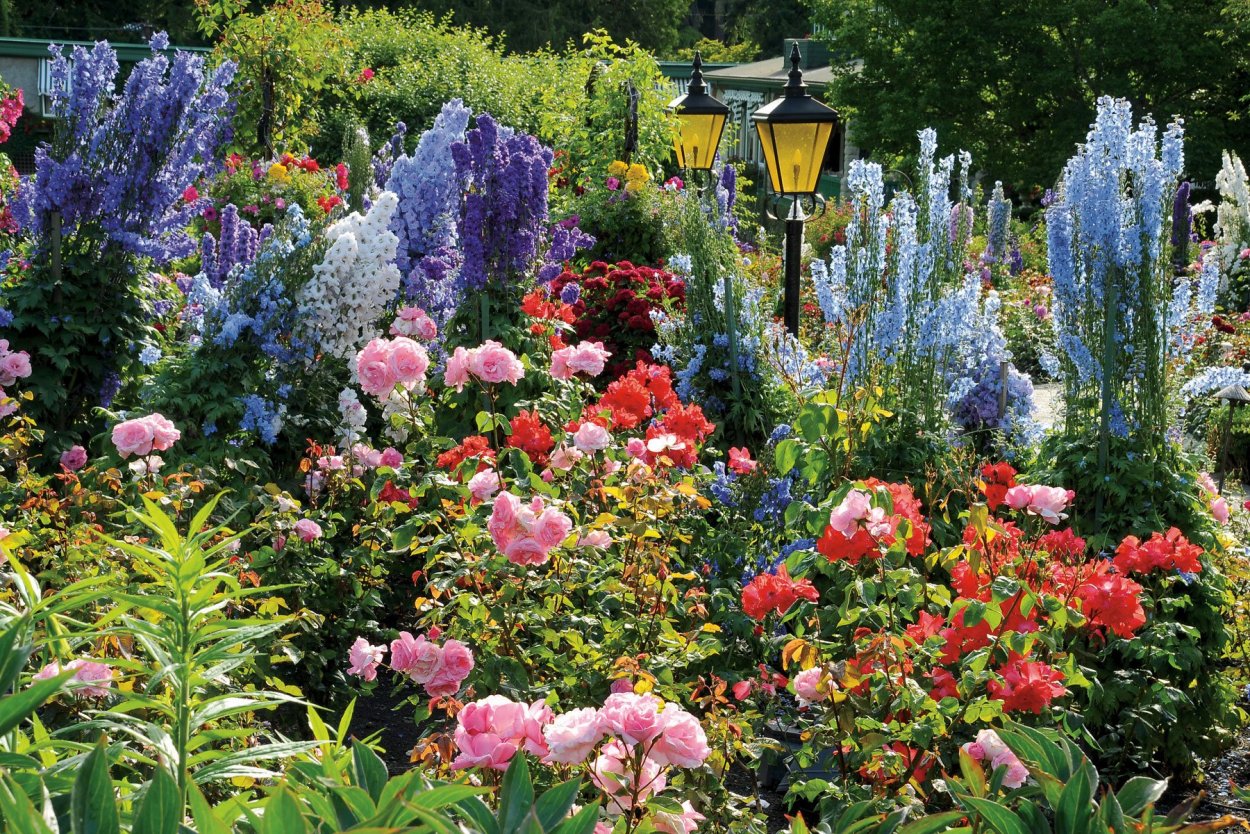 Дельфиниум в миксбордере