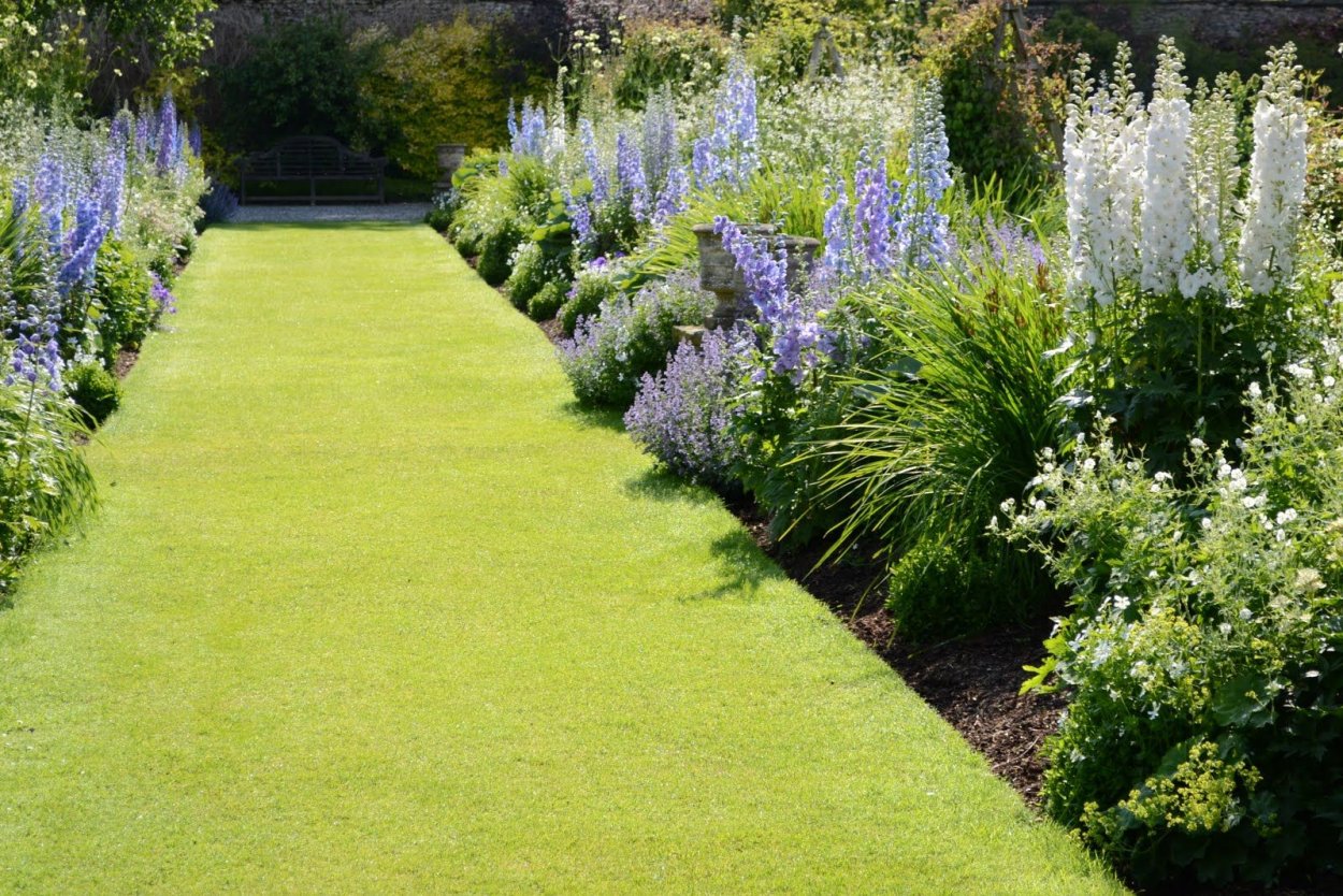 Люпины Лиатрис