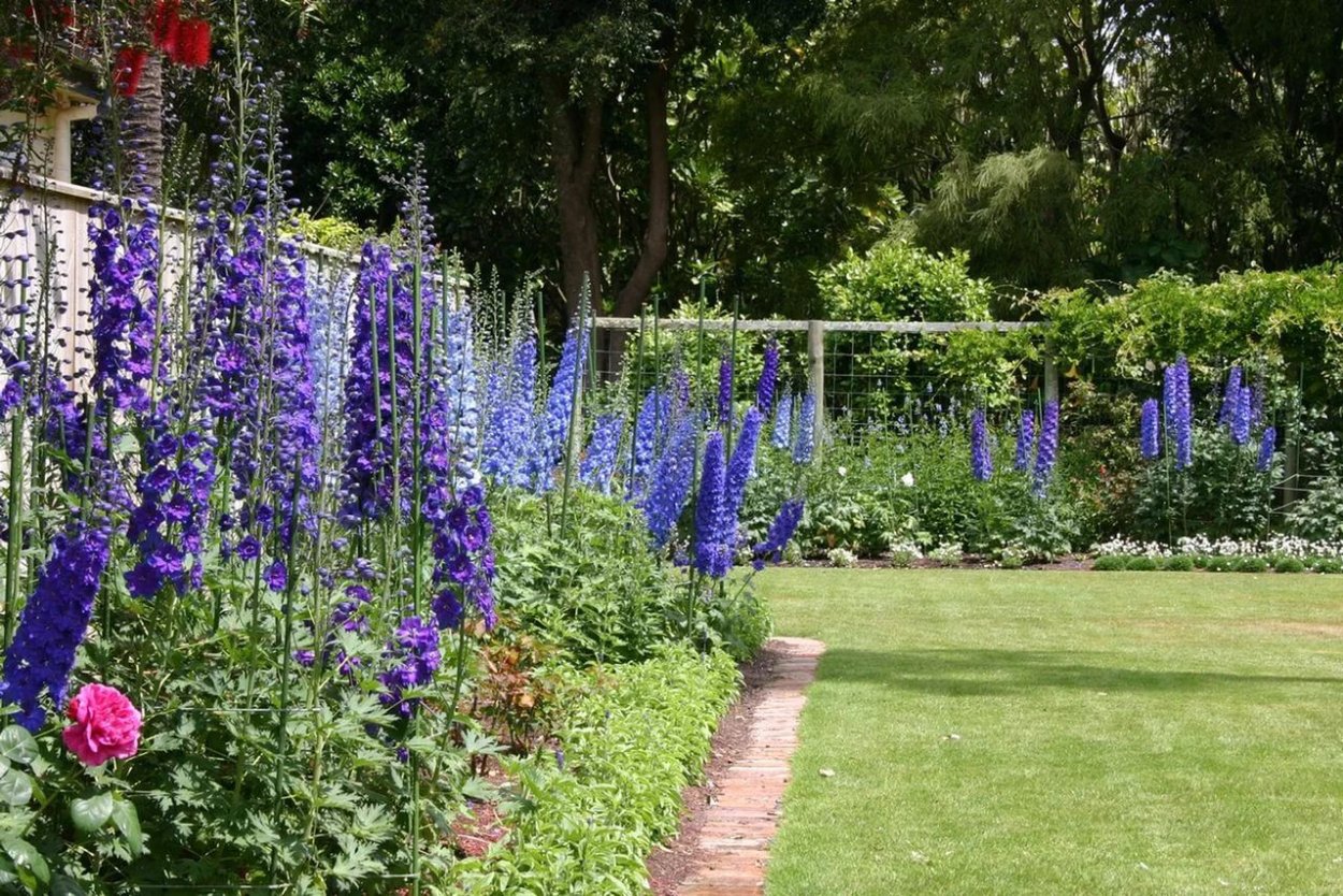 Клумба Ирис Люпин пион