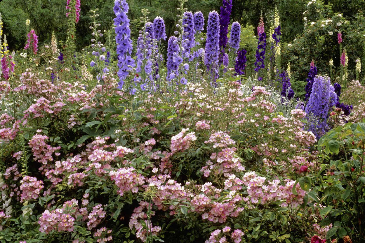 Люпин в миксбордере