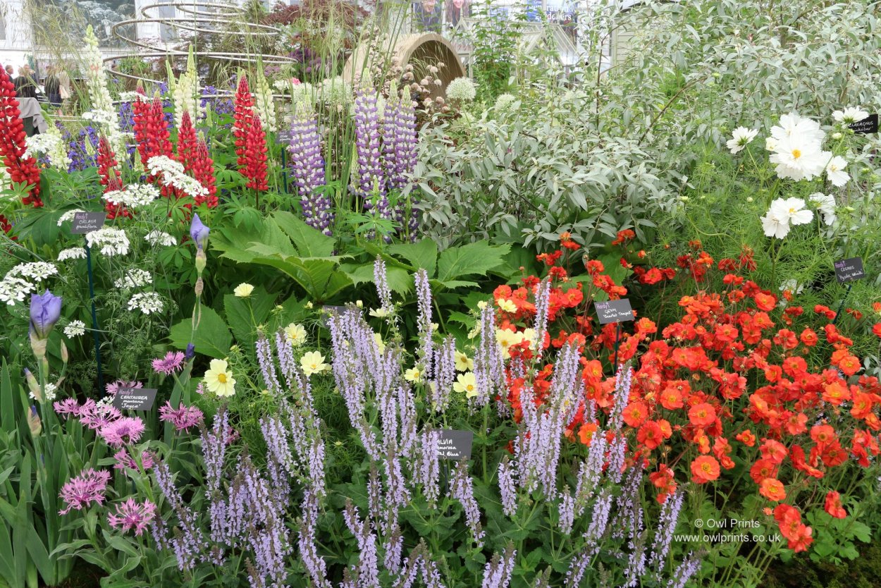 Дельфиниум вдоль забора