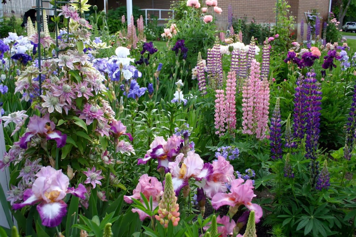 Дельфиниум в миксбордере