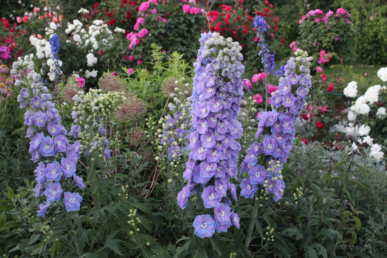 Ирис Сибирский в миксбордере