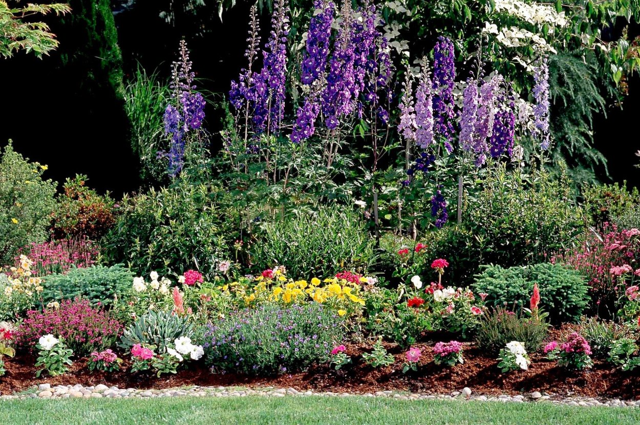 Флоксы с дельфиниумом