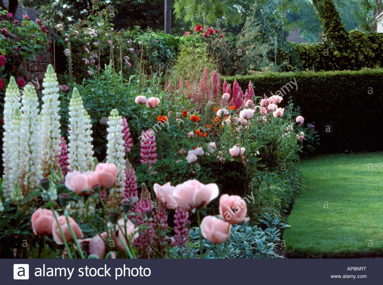 Миксбордер многолетники двулетники однолетники