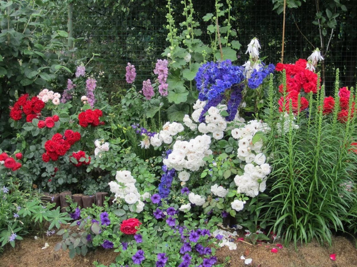 Дельфиниум Magic Fountains