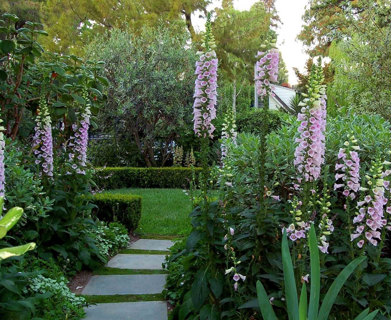 Котовник Фассена