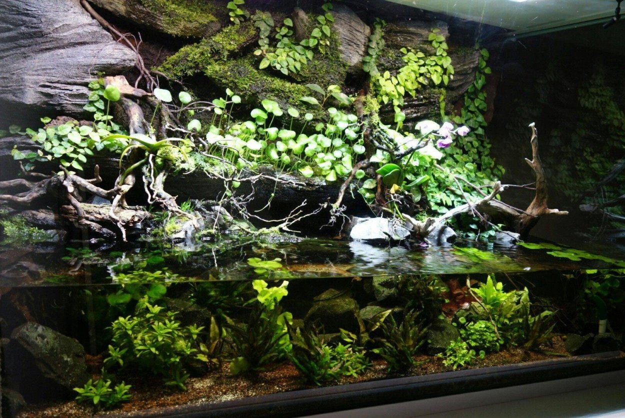 Палюдариум с цихлидами