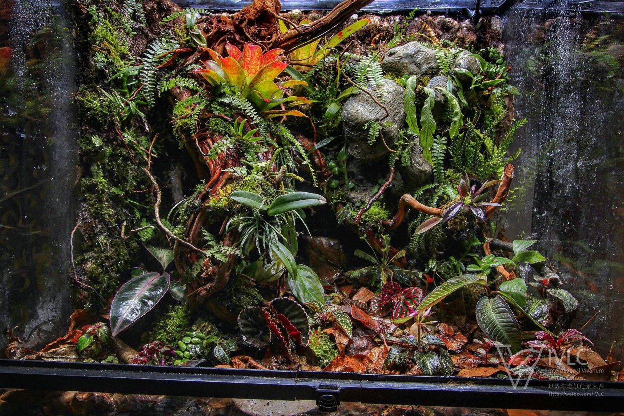 Алоказия в палюдариуме