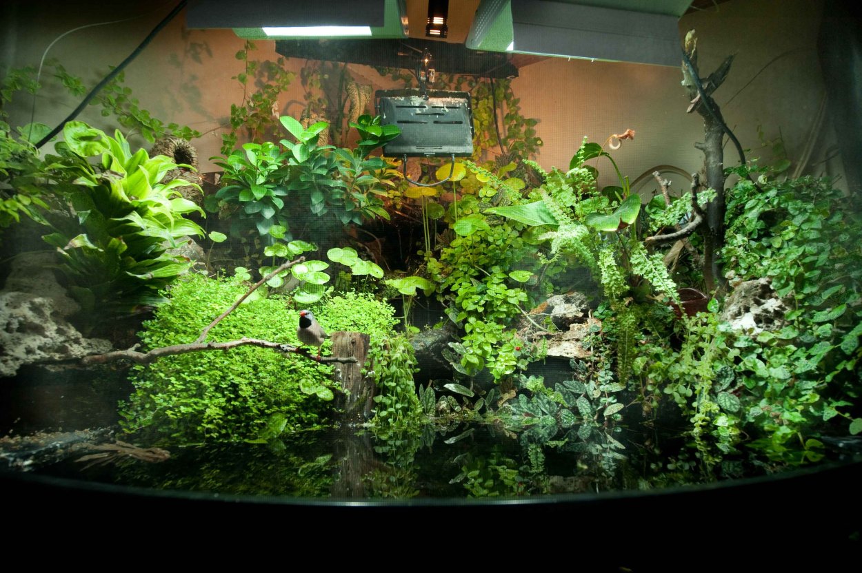 Палюдариум Джордж Мур