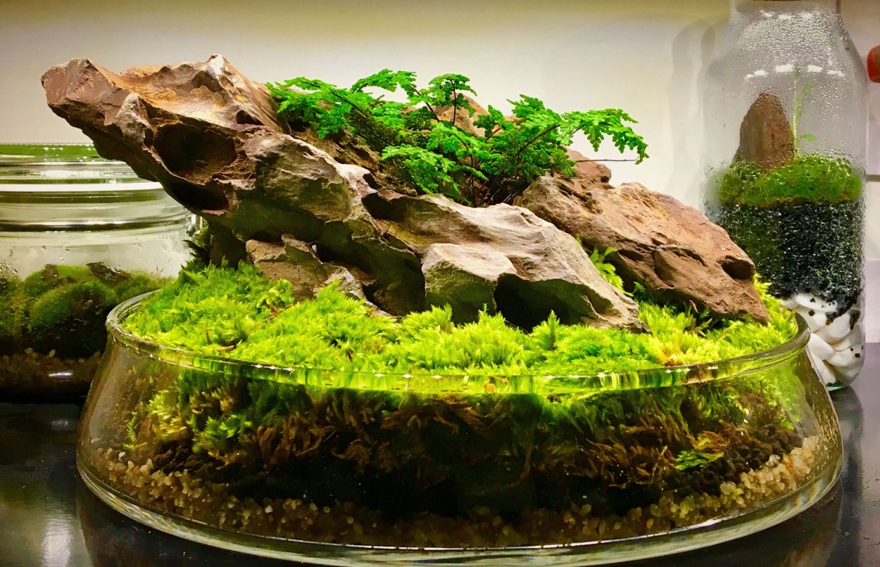 Палюдариум вабикуса