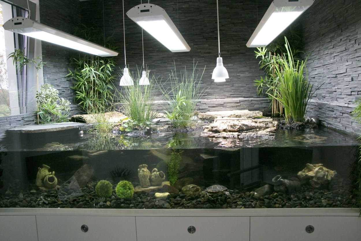 Полидариум аквариумный