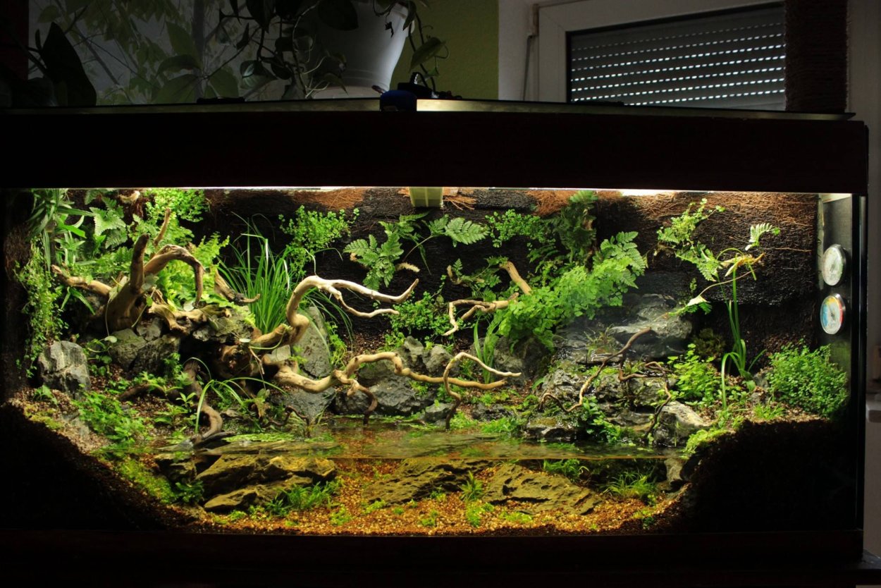 Палюдариум вивариум