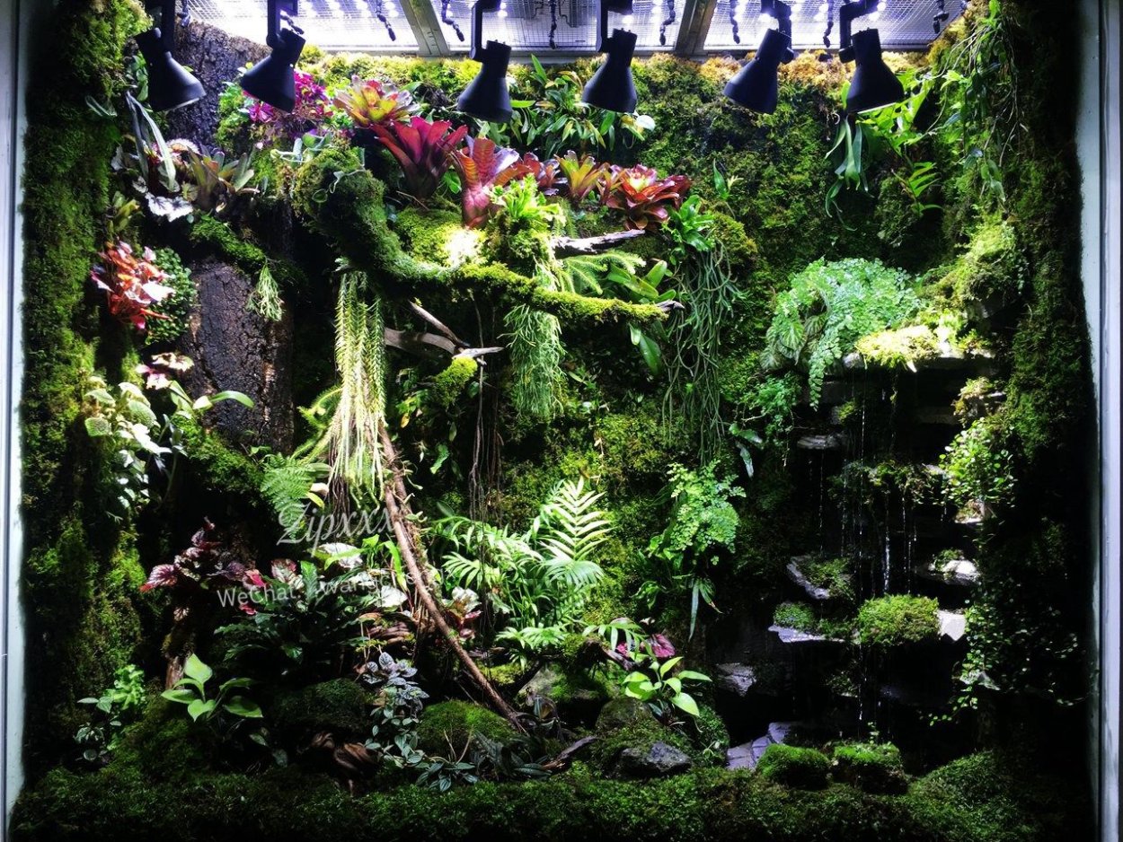 Палюдариум тропики